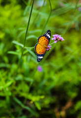 A butterfly with its wings spread flat and purple wildflowers, with a large, blurred background full of a sense of transparency © Yf