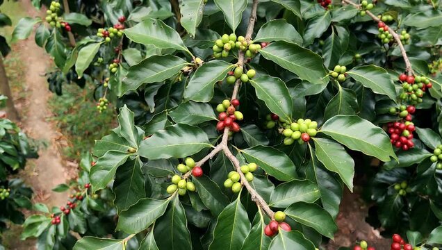 macro rich-natural-light 4K close-up features coffee branches displaying both green and ripening red coffee cherries within a lush plantation filmed vertically with sharp detail ideal for