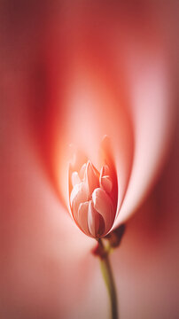 A blooming flower emerges with soft-focus petals in red and blush gradients. The tactile grain texture and smooth transitions highlight its delicate abstract beauty.