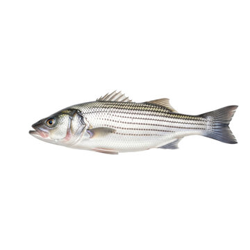 Fresh striped bass fish with natural luster and detailed scales against a clean white background