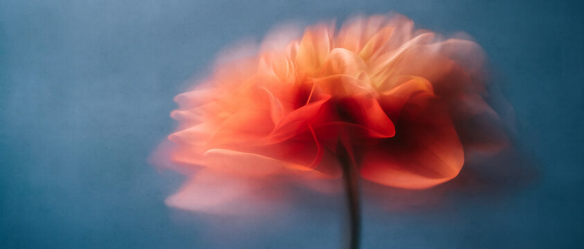 A soft focus single flower in warm red and peach hues blends seamlessly into a painterly blue background. Airbrushed gradients and subtle print grain create an ethereal, abstract floral art.