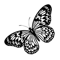 Fototapeta premium Detailed black and white of a butterfly with ornate wing patterns, isolated on a white background, ink style