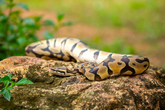 A python lies on the ground and on rocks in the wild. A close-up of a boa constrictor on a rock. Snake skin. Reptile.