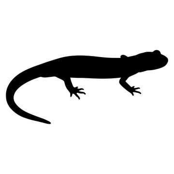 Simple black silhouette of a salamander or newt crawling in profile isolated on a white background, for use
