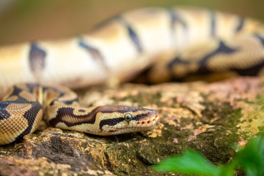 A python lies on the ground and on rocks in the wild. A close-up of a boa constrictor on a rock. Snake skin. Reptile.