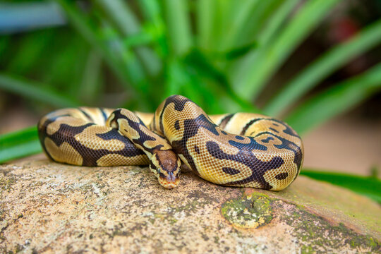 A python lies on the ground and on rocks in the wild. A close-up of a boa constrictor on a rock. Snake skin. Reptile.
