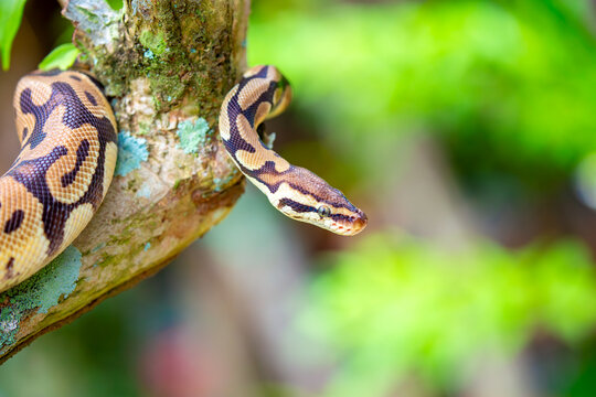 A python lies on the ground and on rocks in the wild.Close-up of a boa constrictor on a tree. Snake skin. Reptile.
