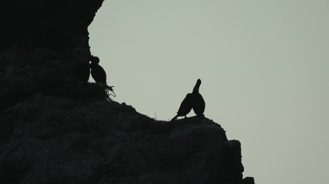 Cormorants silhouette cliff, dramatic seabirds preening on a high rocky outcrop against a gray evening sky.