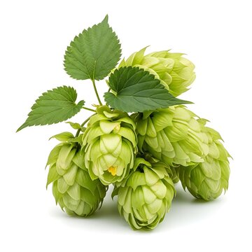 Fresh green hop cones with leaves