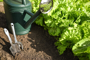 Green watering can and hand gardening tools beside fresh lettuce growing in sunny garden soil, home gardening, vegetable cultivation and plant care concept. © svetlana_cherruty