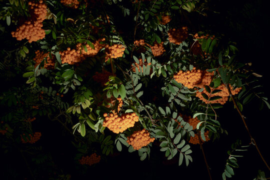 Abundant Rowan Berries in Night Light on Dark Tree Branches