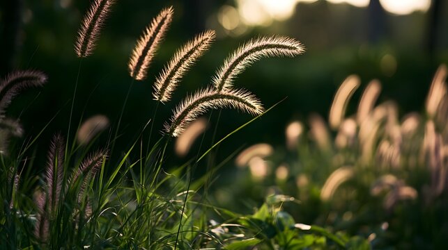 Golden sunlight highlights delicate foxtail grasses swaying gently in a serene natural field at dusk