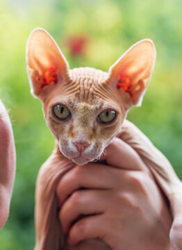 Sphynx cat with large ears held gently by hands