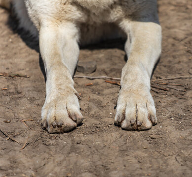 Close-up of dog's paws on dry dirt