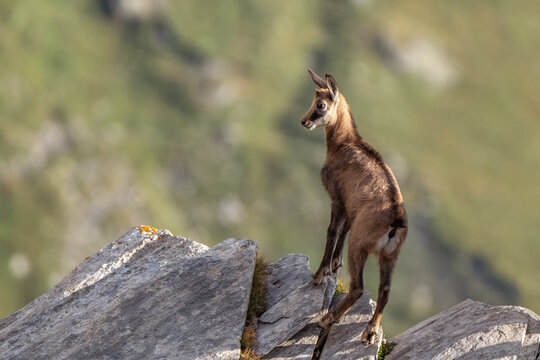 Baby Alpine Chamois (Rupicapra rupicapra) standing at the edge of a cliff at sunrise. Monviso Natural Park, Piedmont, Italy.
