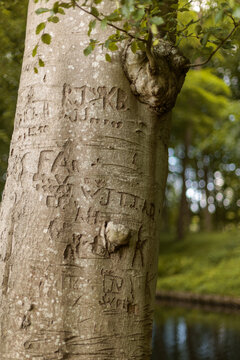 Fine art close up of the trunk of a "Love tree" with lovers names carved into it at the classical gardens of nobel house Menkemaborg, Uithuizen, Groningen, the Netherlands