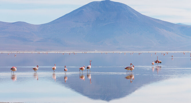 Flamingo