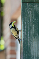 Great Tit Clinging to Nest Box with Green Caterpillar in Beak © Photowest