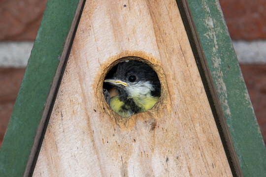 Juvenile Great Tit Chick Peering Out of Nest Box Entrance Hole Close-Up