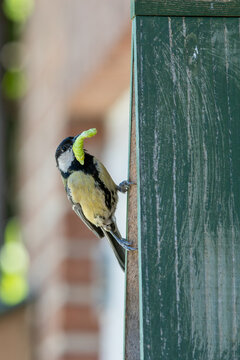 Great Tit Clinging to Nest Box with Green Caterpillar in Beak