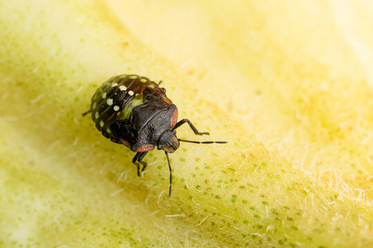 Shield Bug Nymph with White Spots on Yellow Green Fruit Skin Macro