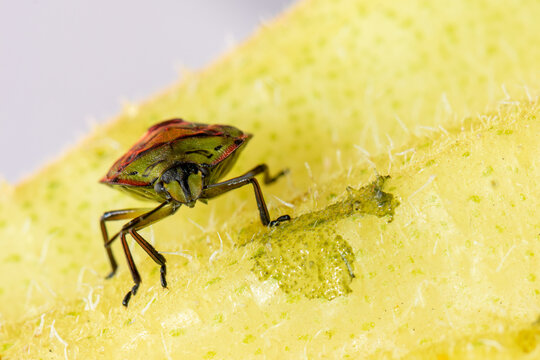 Green Shield Bug Nymph Feeding on Yellow Fruit Skin Close-Up Macro
