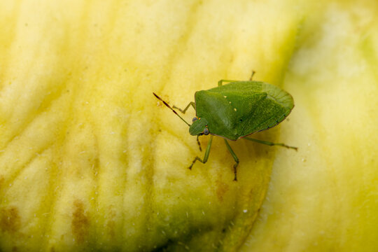Adult Green Shield Bug on Yellow Ribbed Fruit Skin Macro Top View