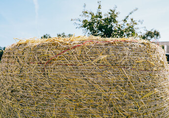 Large round hay bale wrapped in twine sits in a sunny field with green trees and blue sky visible in the background, showcasing agricultural landscape © HelgaQ