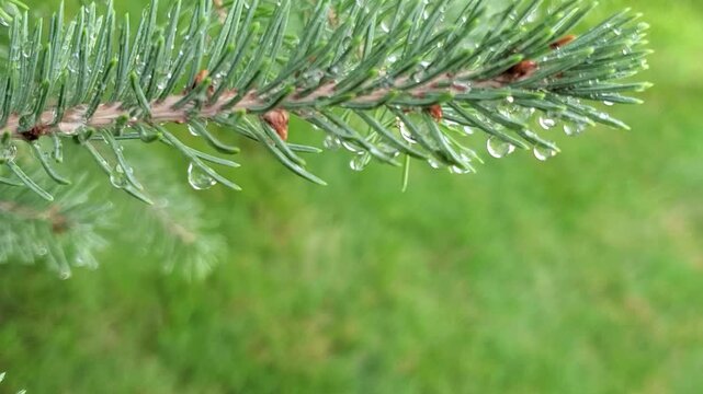 Macro Shot of Raindrops Hanging on Pine Tree Needle Branch