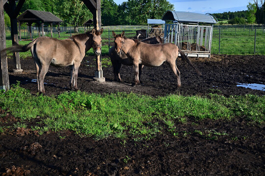 Two Polish Konik little horses (Equus ferus caballus) stand together in a muddy pasture near the shelter on a sunny day.