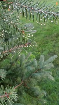 Macro Shot of Raindrops Hanging on Pine Tree Needle Branch
