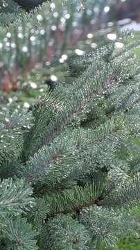Macro Shot of Raindrops Hanging on Pine Tree Needle Branch