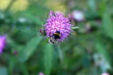 Zbliżenie makro na trzmiela (Bombus) zbierającego nektar z fioletowego kwiatu ostrożenia (Cirsium). © Gabriela