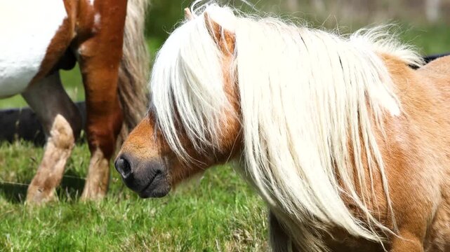 Shetland pony in the sun on the Outer Hebrides in Scotland
