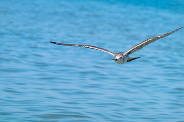 Naklejka premium photo of a seagull flying over the sea