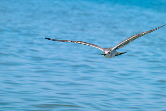 photo of a seagull flying over the sea
