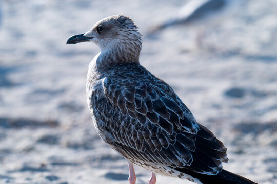 photo of a seagull on the seashore