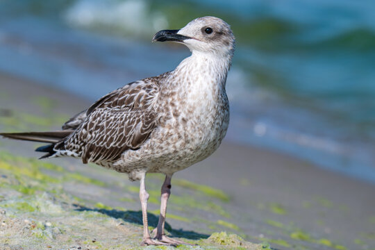 photo of a seagull on the seashore