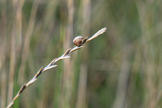 photo of a shell on a blade of grass
