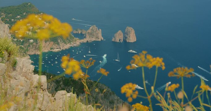 Yellow flowers frame a high Capri viewpoint overlooking boats and the iconic Faraglioni cliffs