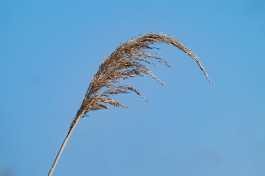 A close-up photo of reeds on a lake