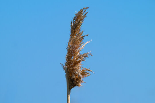 A close-up photo of reeds on a lake