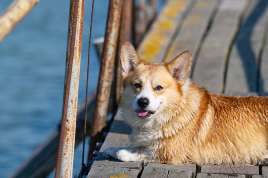 A portrait of a cheerful corgi on holiday