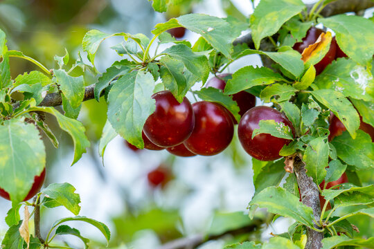 A photo of a wild plum tree