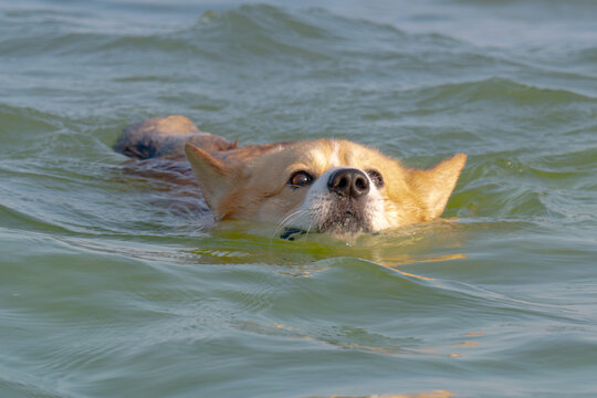 A portrait of a cheerful corgi on holiday