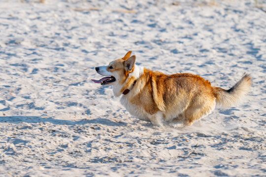 Pembroke Corgi plays on the sand on the seashore