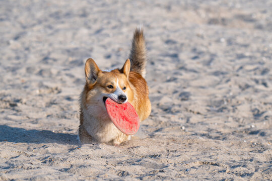 Pembroke Corgi plays on the sand on the seashore