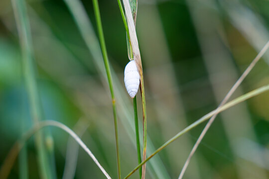 photo of a shell on a blade of grass