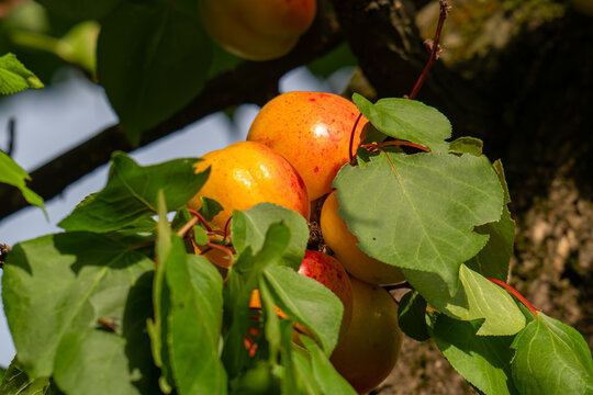 Ripe apricots
