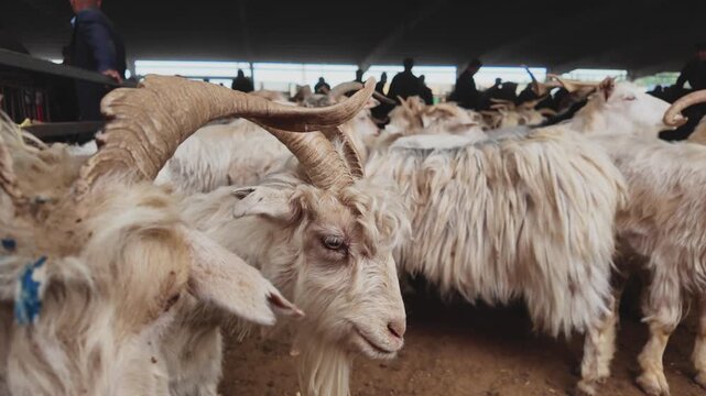 Cashmere goats waiting for sale at Kashgar Livestock Bazaar